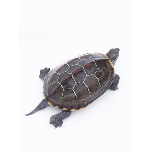 Waitang size Chinese turtle Longevity Turtle golden line turtle seedlings black turtle turtle three line grass laying grass turtle wholesale