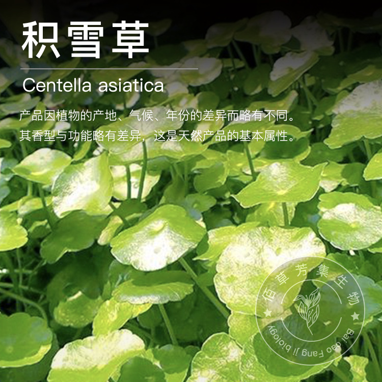 Centella asiaticosa pure Dew 1kg horseshoe trigonum root grass moisturizing and hydrating pure Dew head saturated with essential oil