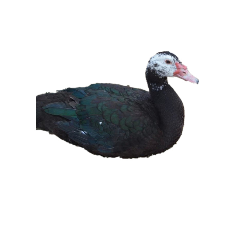 Wholesale Large Black Duck Ducklings, African Goose Ducklings, Black Duck Ducklings, One-Day-Old Ducklings with Vaccine Included