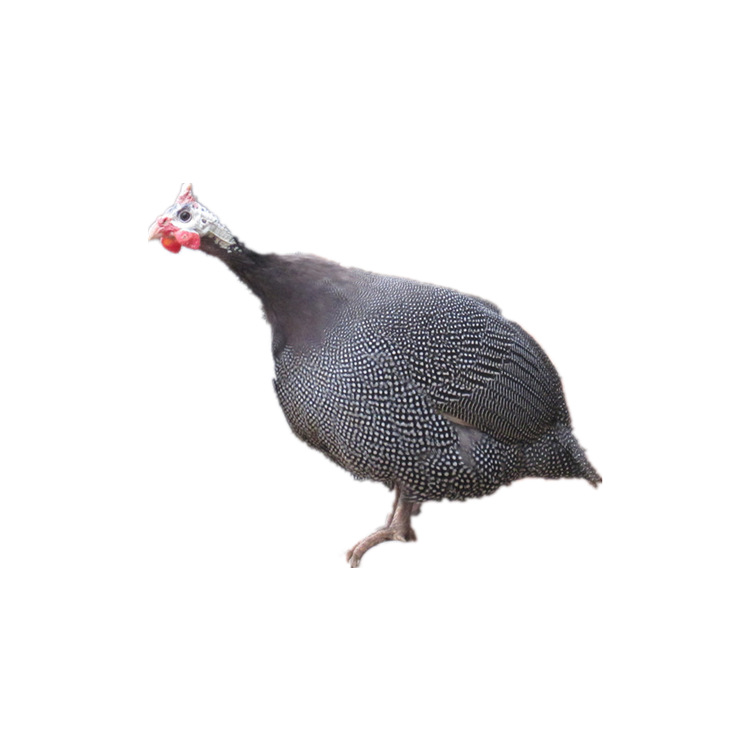 Pearl Chicken Seedling Incubation Base Factory Wholesale Colorful Pheasant Seedlings Live Seedlings Wholesale Live Imperial Concubine Chicken Rare Bird Seedlings