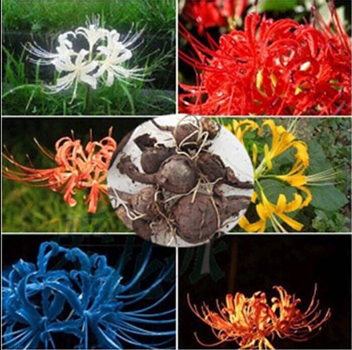 С другой стороны луковицы цветов, мандала цветочного сада, горшечные луковицы ликориса, семена цветов для многосезонного озеленения