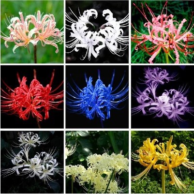 The Other Side of the Flower Bulb Mandala Flower Garden Potted Lycoris Flower Bulb Flower Seeds Multi-Season Planting