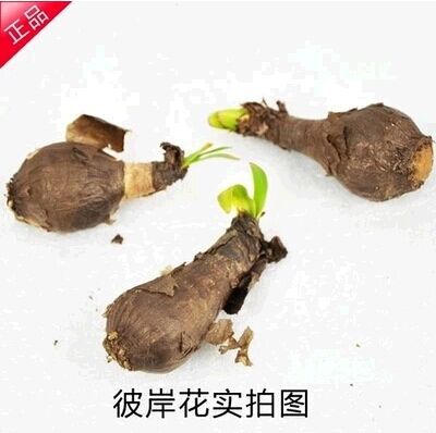 The Other Side of the Flower Bulb Mandala Flower Garden Potted Lycoris Flower Bulb Flower Seeds Multi-Season Planting