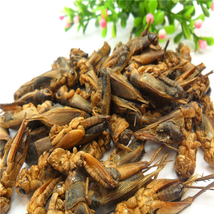 Yongzheng Manufacturer Directly Supplies Microwave-Dried Cricket, Grasshopper, Ornamental Fish Feed, Turtle, Bird, Poultry, Insect Special Feed