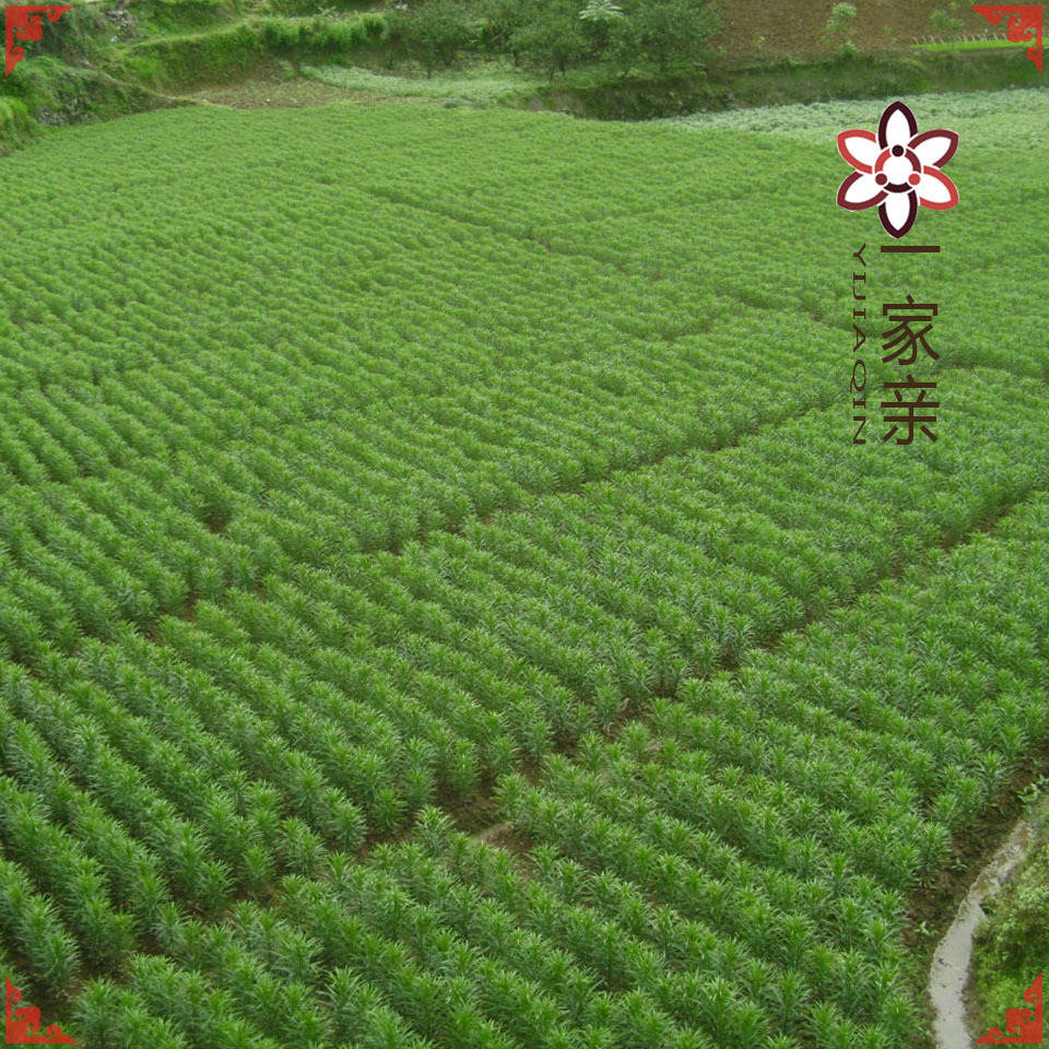 2025 New Hunan Specialty Longshan Lily Medicinal and Food Dual-Purpose Roll Dan Fresh Lily Bulbs [Fresh Single Head]