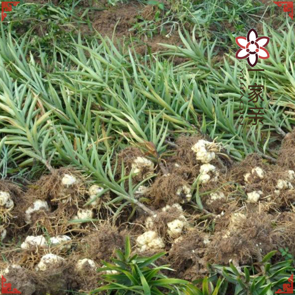 2025 New Hunan Specialty Longshan Lily Medicinal and Food Dual-Purpose Roll Dan Fresh Lily Bulbs [Fresh Single Head]