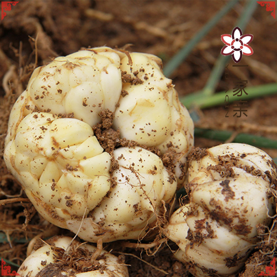 2025 Новый специальный луковичный лилия Хунани Лонгшань медицинский и пищевой двойного назначения Ролл Дан свежие луковицы лилии [Свежая одиночная головка]