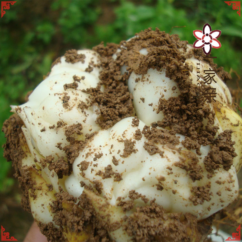 2025 New Hunan Specialty Longshan Lily Medicinal and Food Dual-Purpose Roll Dan Fresh Lily Bulbs [Fresh Single Head]