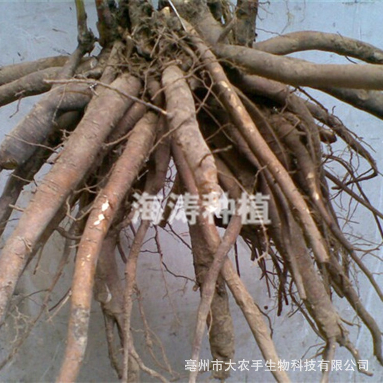 (Поставки с завода) оптовая продажа саженцев белого пиона, цена на лекарственные саженцы белого пиона