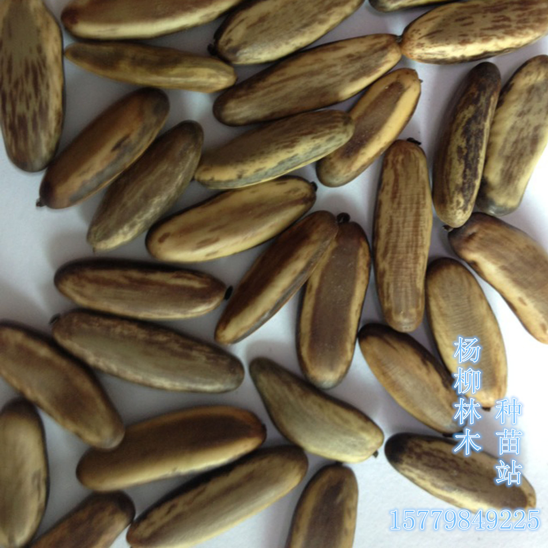 Wholesale of Phoenix Wood Seeds. Newly Harvested Phoenix Wood Seeds. Where to Buy Phoenix Wood Seeds? Greening Seeds