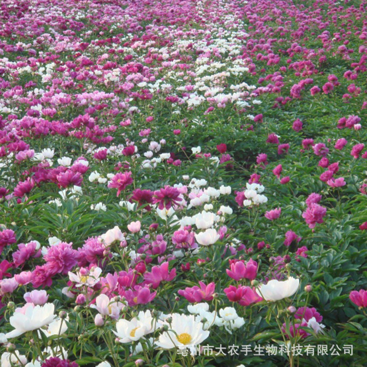 (Factory supply) wholesale white peony seedlings white peony seedlings price medicinal white medicine seedlings