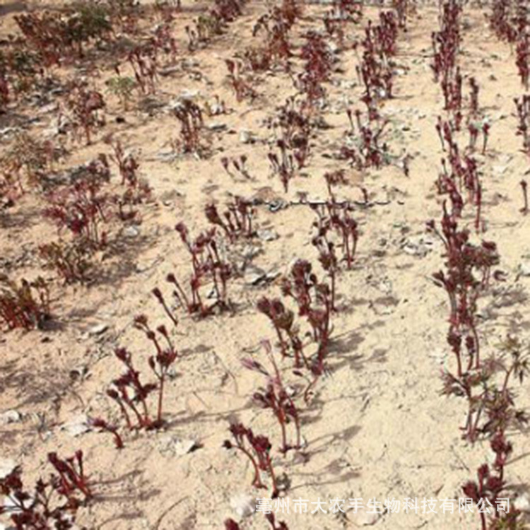 (Factory supply) wholesale white peony seedlings white peony seedlings price medicinal white medicine seedlings