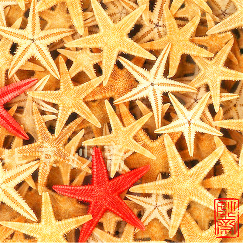 Personalized DIY classic material natural starfish shell drift bottle accessories micro landscape material mini starfish