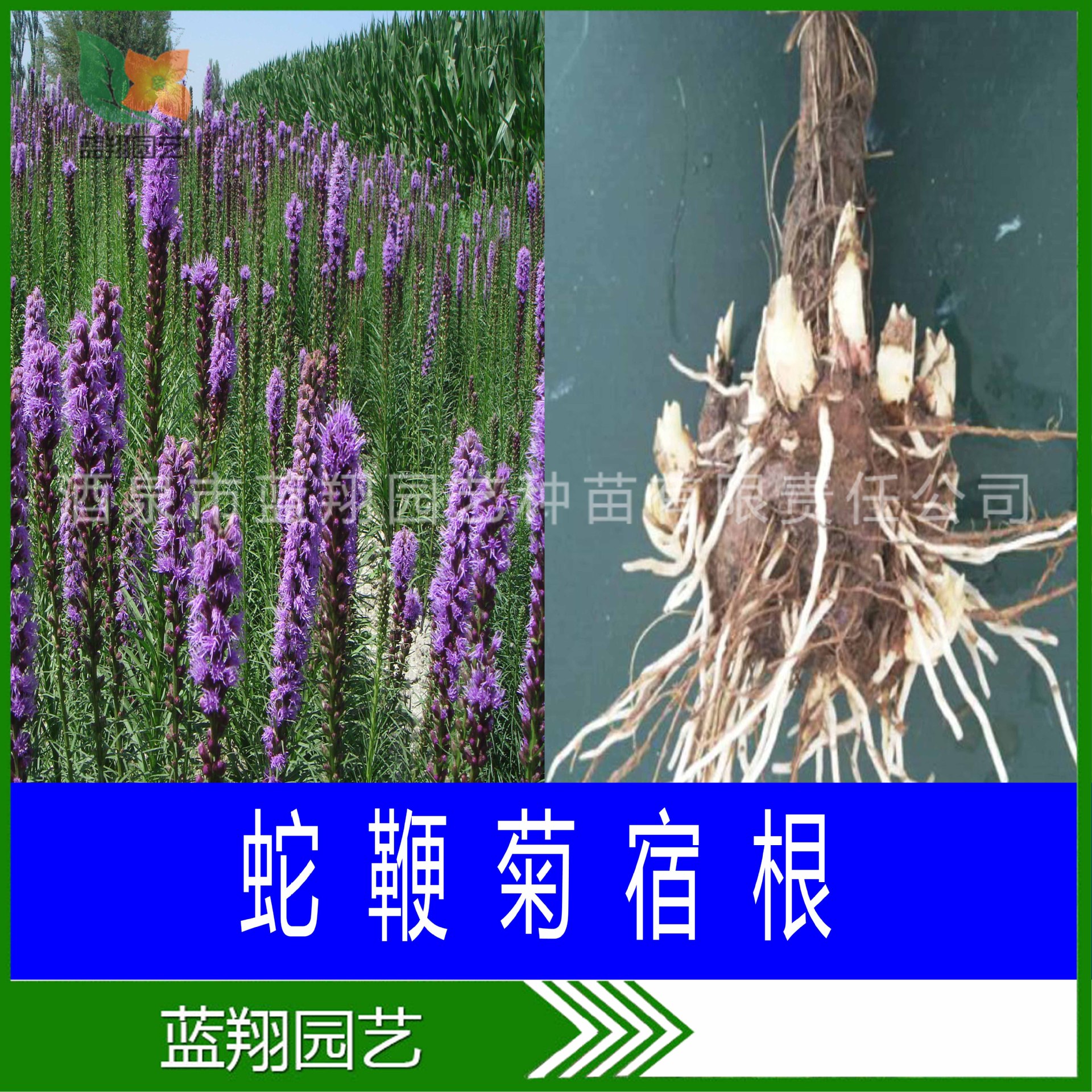 Многолетние луковичные цветы, змеевидный цветок, пурпурная эхинацея, шалфей, вечерняя примула, космос и др. Луковичные саженцы без корней