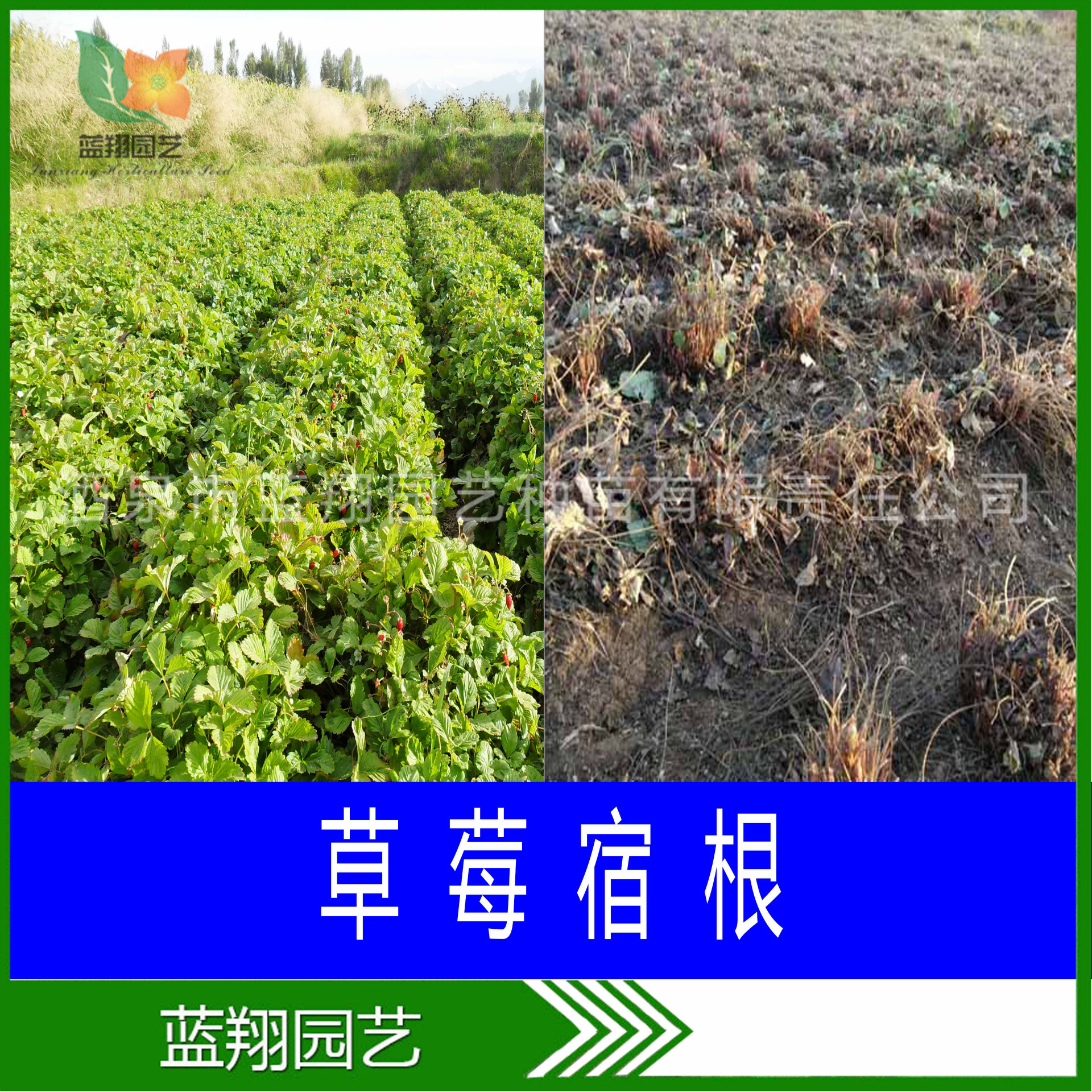 Perennial Bulbous Flowers, Snake Whip, Purple Coneflower, Sage, Evening Primrose, Cosmos, Etc. Bulbous Bare Root Seedlings