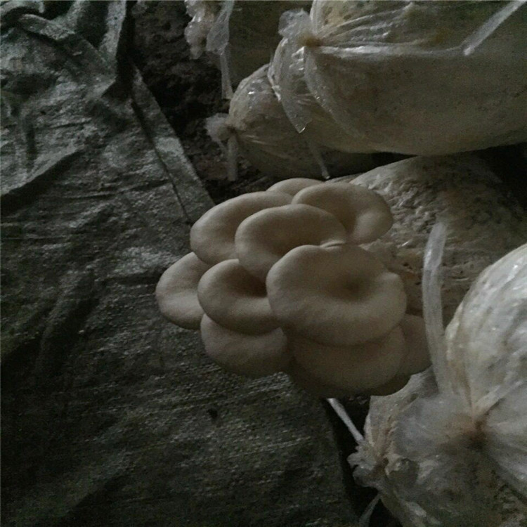 Spring and Summer Edible Mushroom 3kg Black Oyster Mushroom Strain Mushroom Cultivation Black Oyster Mushroom Bag Large-Scale Planting Oyster Mushroom Bag