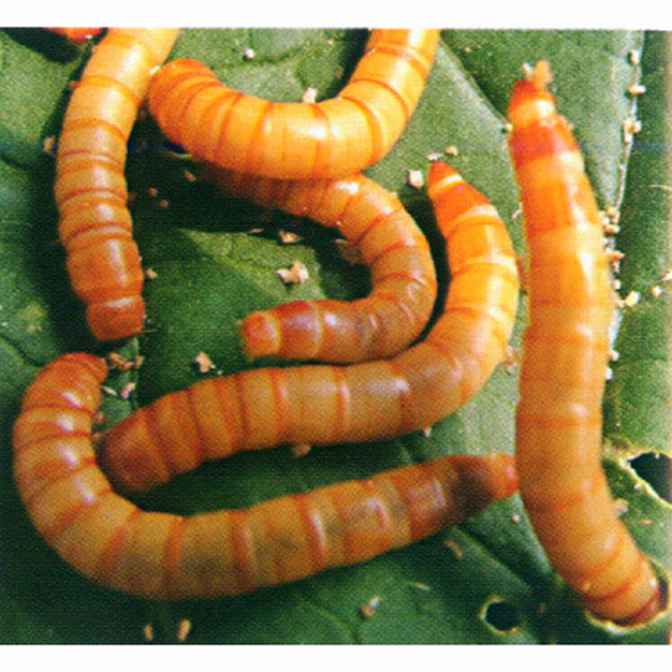 The Farm Wholesale a Large Number of Live Mealworms, Mealworms, Barley Insects, Supply a Variety of Special Insects, Barley Insects