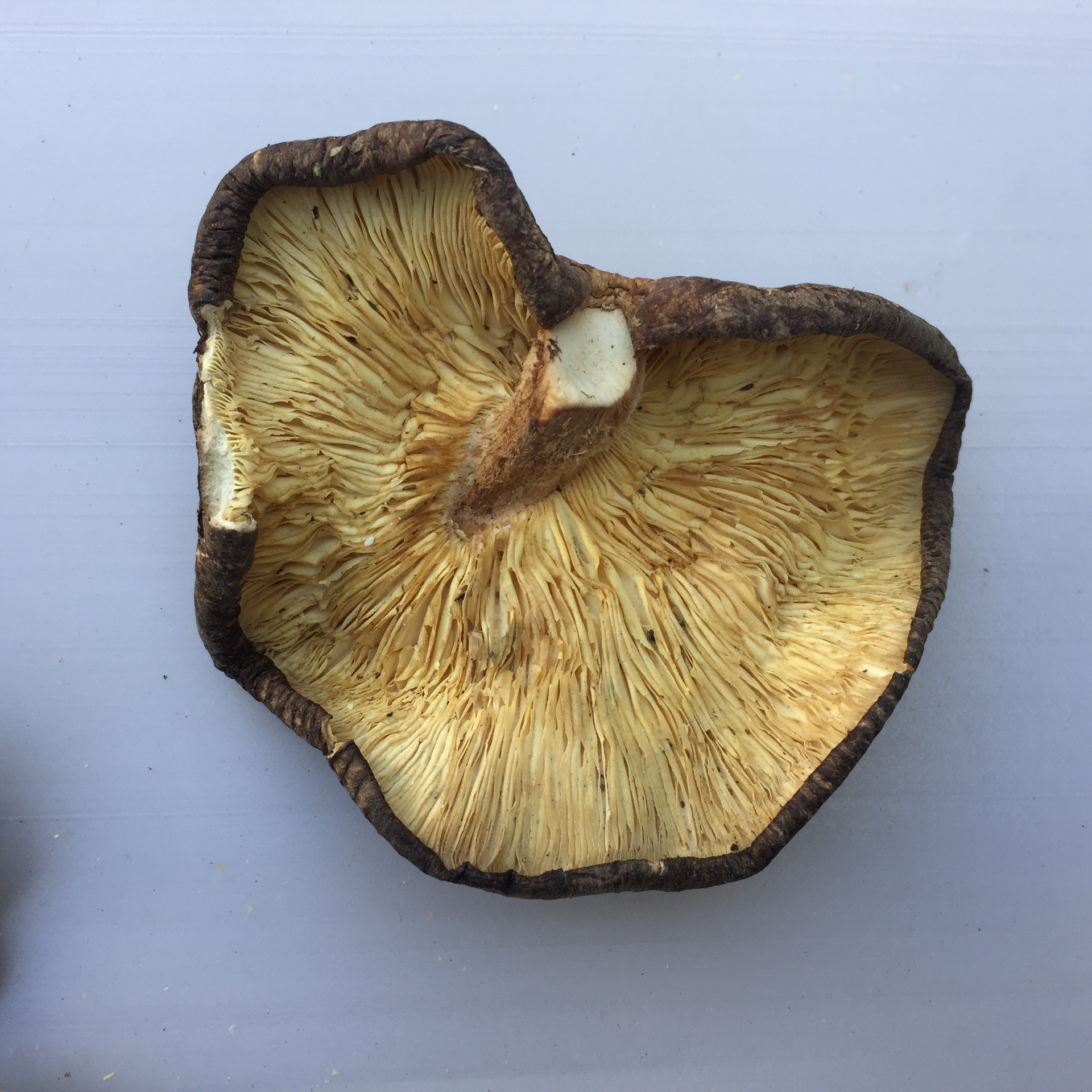 Large Cup of Mushrooms Xixia Shiitake Mushrooms New Arrival Shiitake Mushrooms Large Dried Shiitake Mushrooms Fragments Household Large Mushroom Dry Goods 500g Wholesale