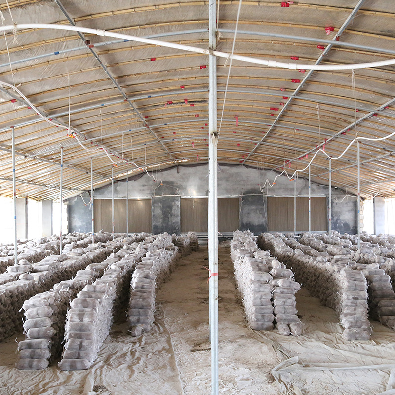 1.5kg Bacteria Sticks Early Autumn Mushroom Planting Kit Mushroom Farm Construction Edible Fungi Black Oyster Mushroom Mushroom Sticks