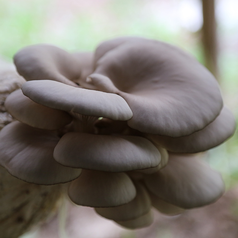 A large number of black oyster mushroom bags wholesale early and autumn oyster mushroom planting mushroom bags each pack weighs six Jin temperature-resistant oyster mushroom planting mushroom bags