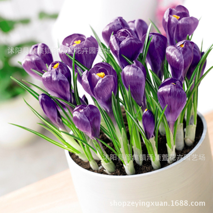 Оптовые луковицы крокуса, декоративные, цветущие в тот же год