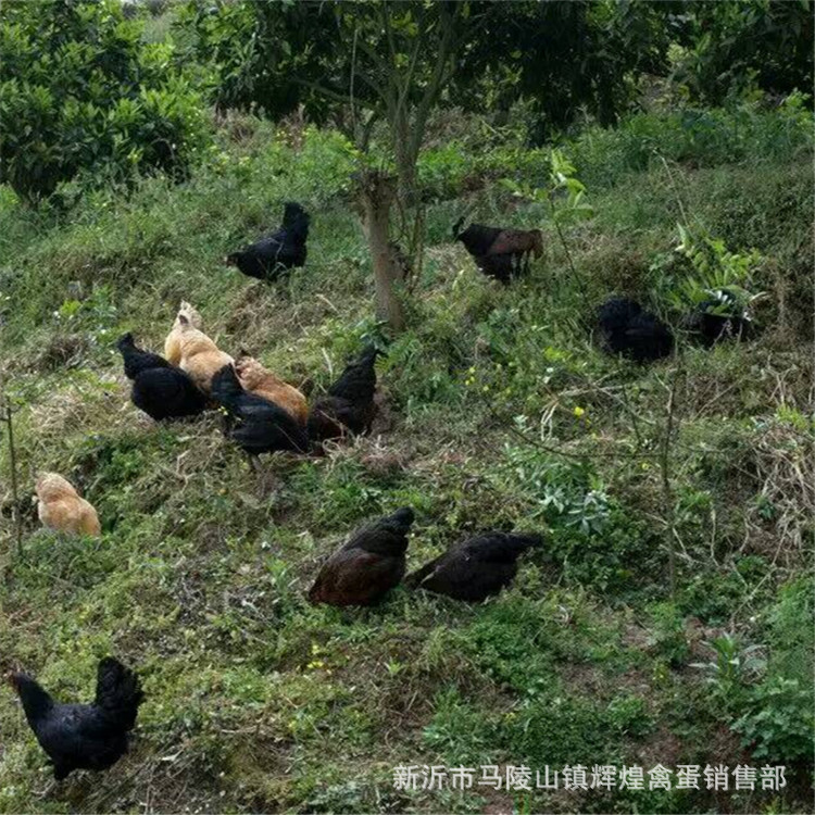 Farm Wholesale Large Green Shell Eggs Fresh Free Range Green Shell Black Eggs Farm Local Eggs Green Shell Grass Eggs