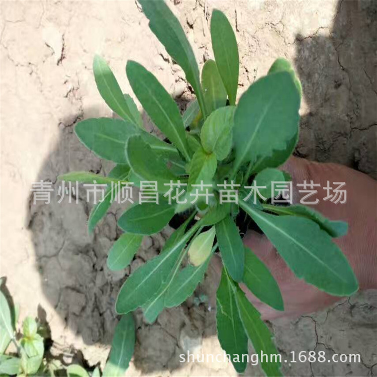 Coreopsis Seedlings 10-25 Degrees Flower Border Flower Belt Greening Qingzhou Base Wholesale Coreopsis Seedlings