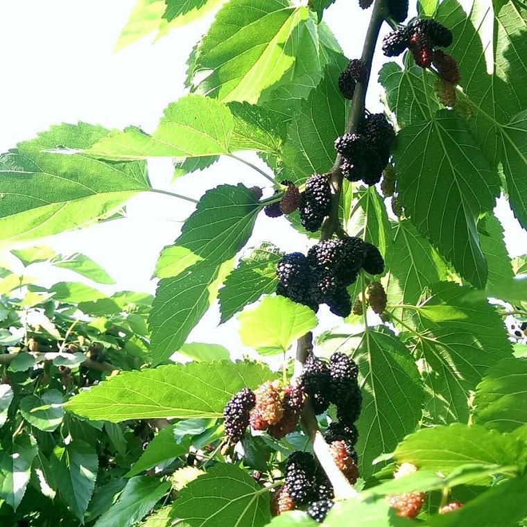 Grade A+ 25-Year-Old New Stock of Dried Mulberries from Sichuan, No Washing Required, Sand-Free Black Mulberries for Tea, Bulk Wholesale
