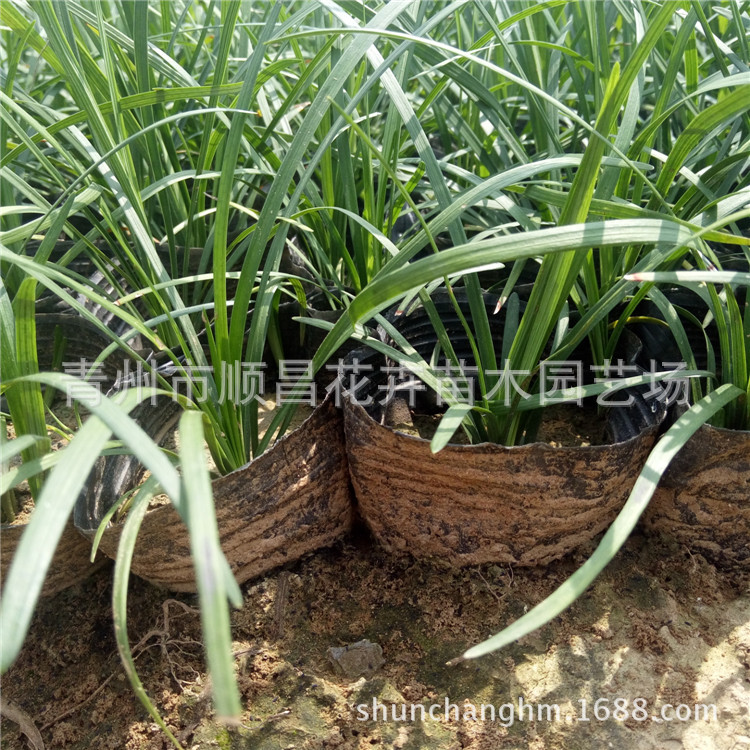 Engineering Greening Seedlings Ophiopogon Japonicus Medium-Leaf Fine-Leaf Ophiopogon Japonicus Seedlings Qingzhou Base Wholesale Ophiopogon Seedlings
