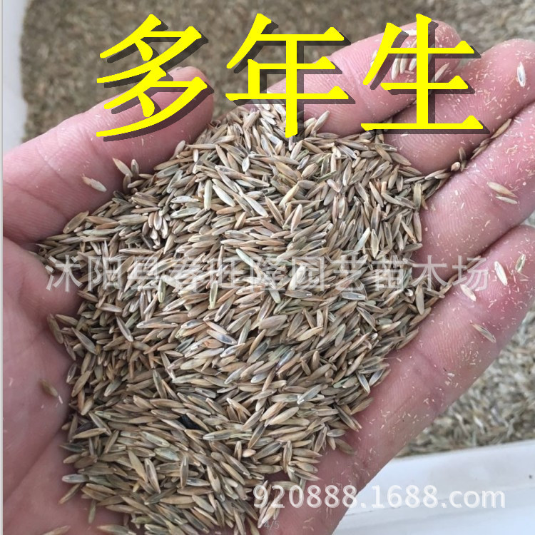 Annual Ryegrass Seeds for Pasture, Tetraploid Blue Label Perennial Lawn-Type Seeds for Re-Greening and Slope Protection