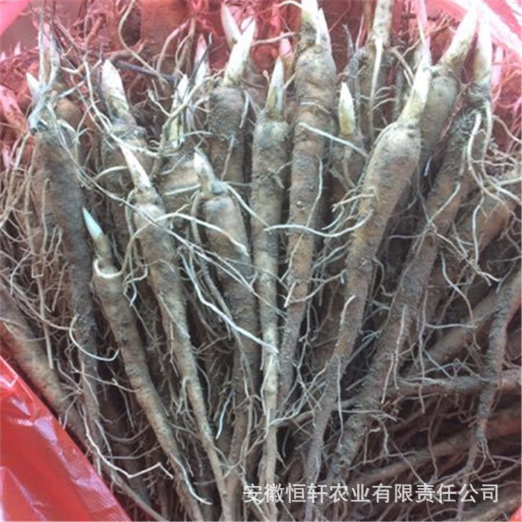Wholesale Peony Flower Seedlings for 1 Year, White Peony Seedlings for Ornamental Medicinal, White Peony Sprouts, Red Peony Sprouts, Oily Peony