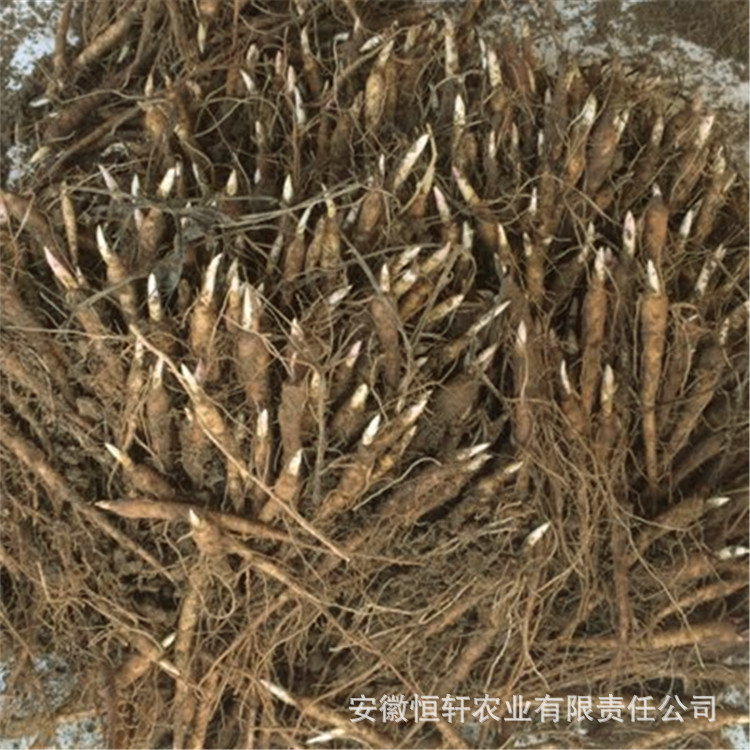 Оптовая продажа саженцев пиона на 1 год, белые саженцы для декоративных и лекарственных целей