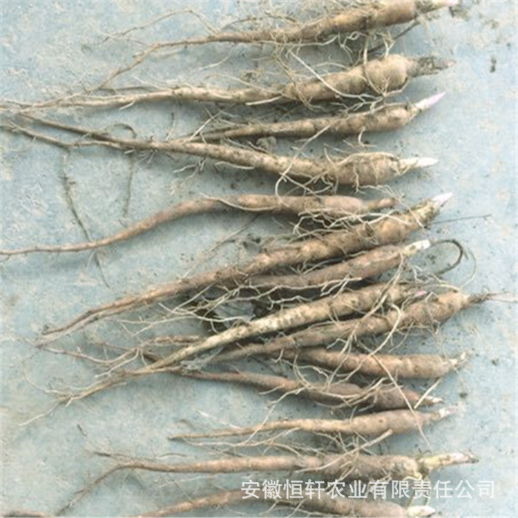 Wholesale Peony Flower Seedlings for 1 Year, White Peony Seedlings for Ornamental Medicinal, White Peony Sprouts, Red Peony Sprouts, Oily Peony