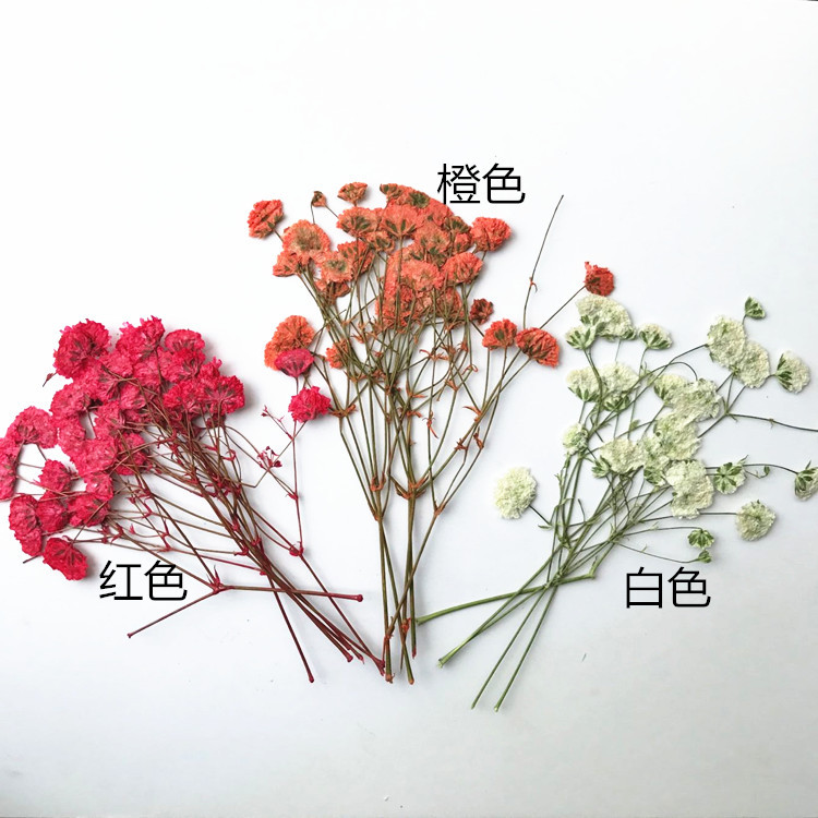 Dried flowers diy eternal flower greeting card bookmark embossing painting real flower photo frame flower material