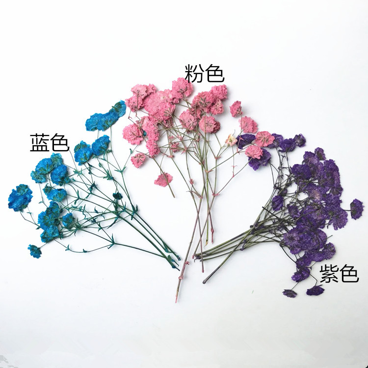 Dried flowers diy eternal flower greeting card bookmark embossing painting real flower photo frame flower material