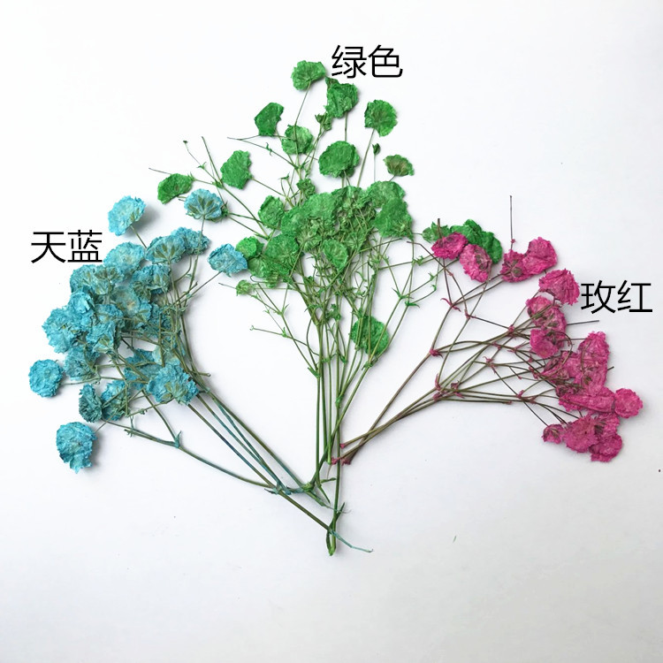 Dried flowers diy eternal flower greeting card bookmark embossing painting real flower photo frame flower material