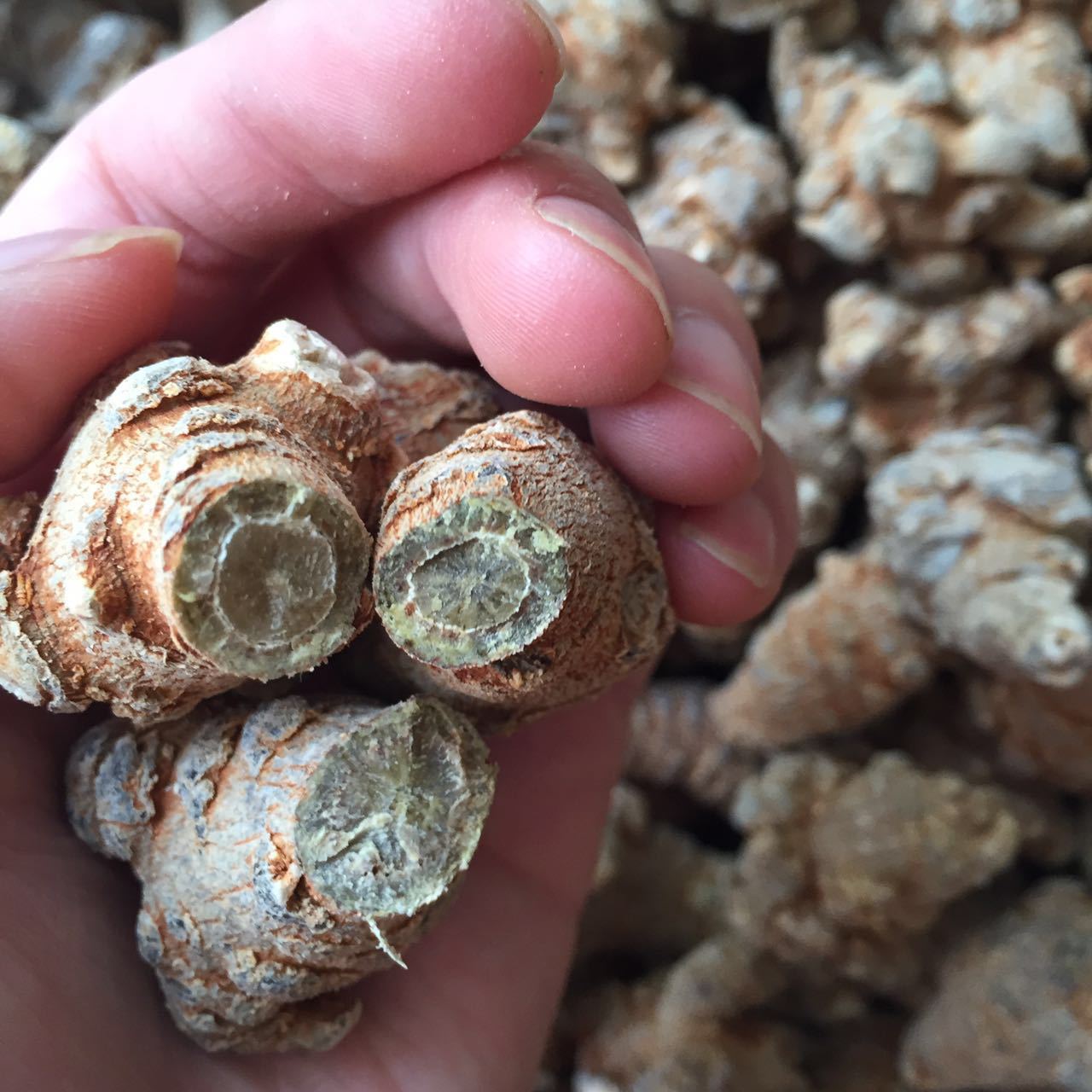 New goods Yunnan Wenshan Sanqi 20 heads 30 heads Tianqi 500g sanqi wholesale can be replaced grinding sanqi powder