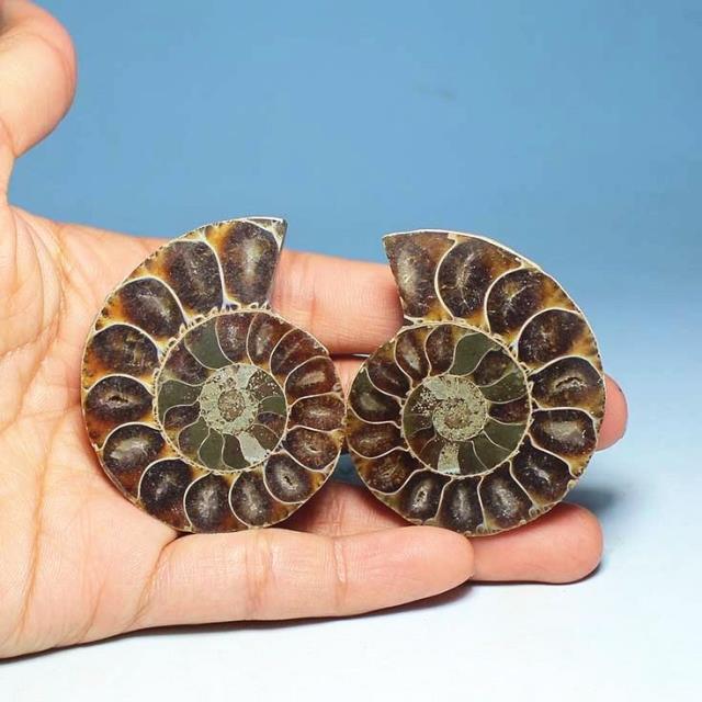 A split medium-size natural snail leaf ammonite sliced snail fossil rough stone specimen