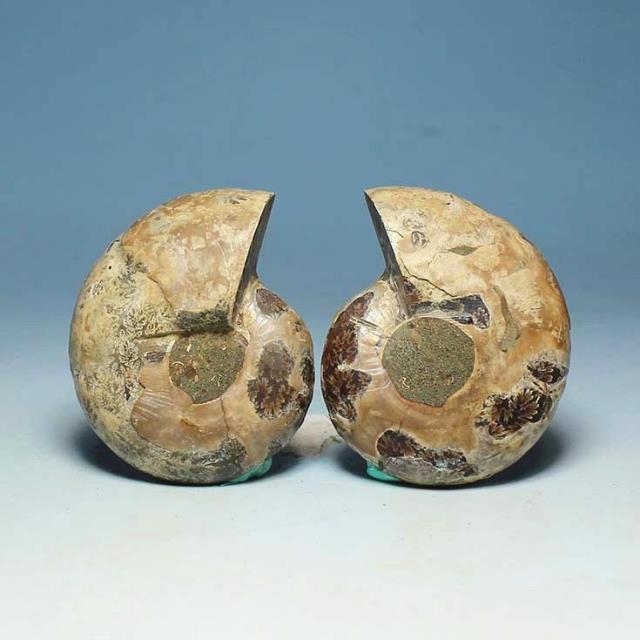 A split medium-size natural snail leaf ammonite sliced snail fossil rough stone specimen