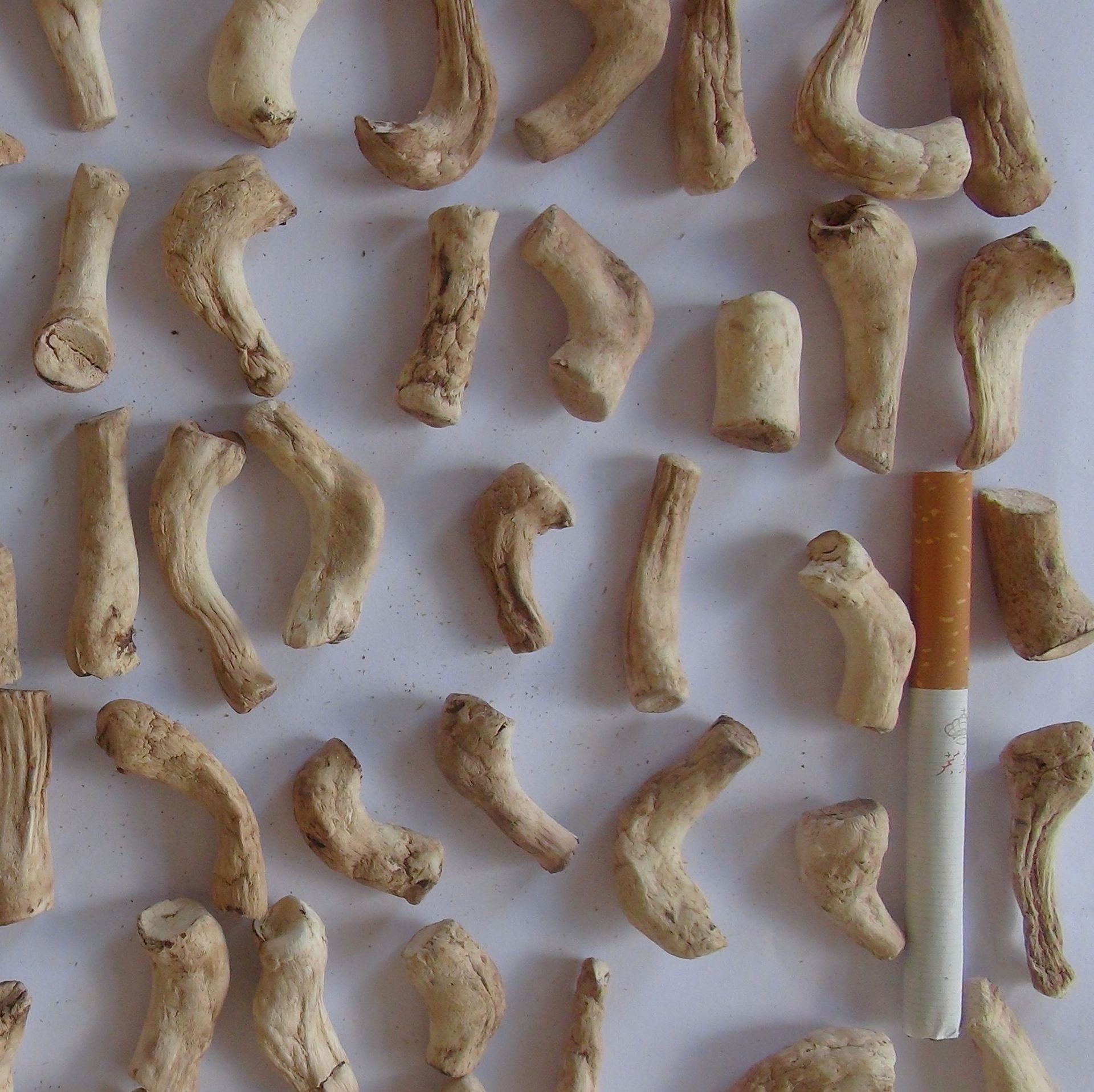 Ножки грибов двойного нарезания специальность Сисиа