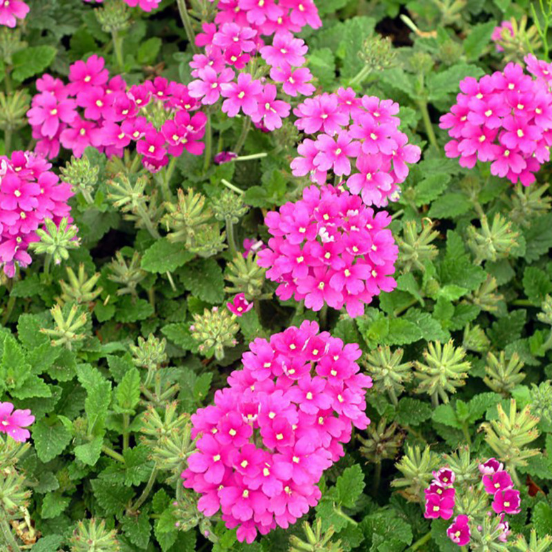 Beauty Cherry Seeds Mixed Color Four-Season Hydrangea Five-Color Plum Beauty Cherry Landscape Flower Sea Courtyard Indoor Balcony Flower Seeds