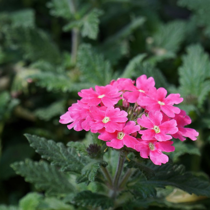 Beauty Cherry Seeds Mixed Color Four-Season Hydrangea Five-Color Plum Beauty Cherry Landscape Flower Sea Courtyard Indoor Balcony Flower Seeds