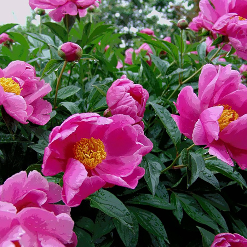 Peony Seeds Luoyang Peony Seeds Peony Seeds Foreign Peony Seeds Huazhe Peony Seeds Easy to Grow