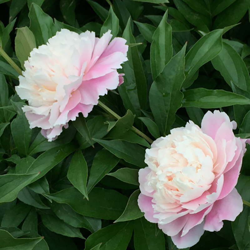 Peony Seeds Luoyang Peony Seeds Peony Seeds Foreign Peony Seeds Huazhe Peony Seeds Easy to Grow