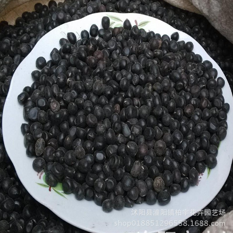 Peony Seeds Luoyang Peony Seeds Peony Seeds Foreign Peony Seeds Huazhe Peony Seeds Easy to Grow