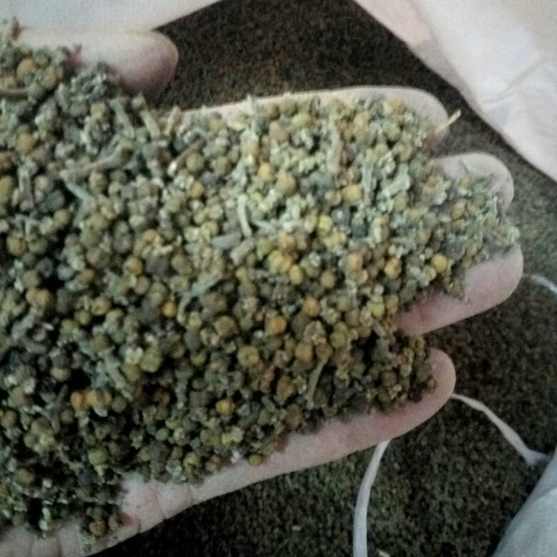 Authentic Jiangxi Zhonghua Evodia Saplings Guangxi Tea Spicy Cuttings Taro Lacquer Smelly Rice Spicy Seeds Grafted