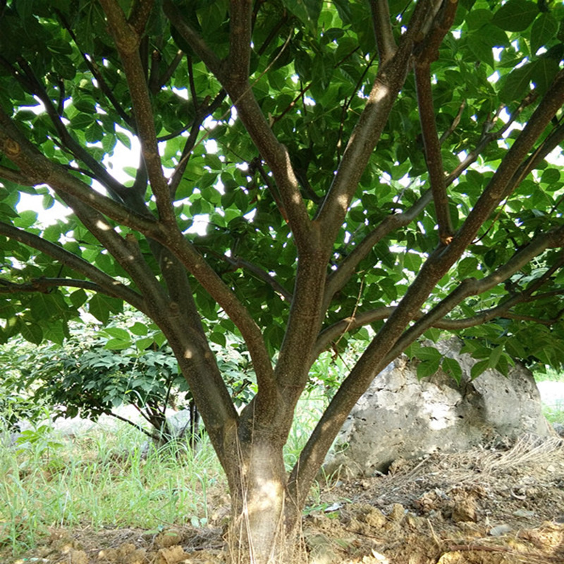 Authentic Jiangxi Zhonghua Evodia Saplings Guangxi Tea Spicy Cuttings Taro Lacquer Smelly Rice Spicy Seeds Grafted