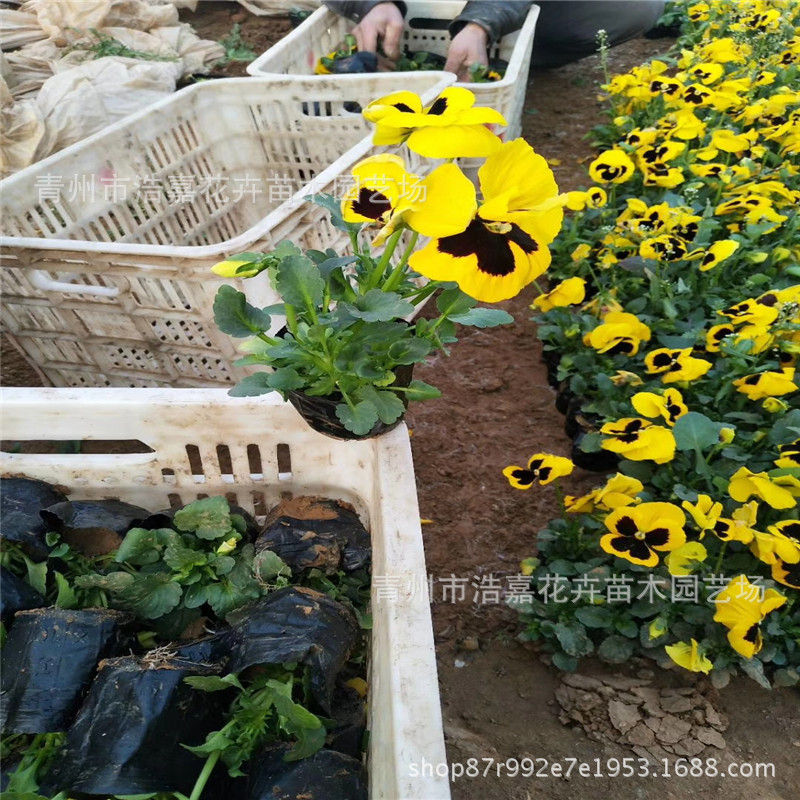 Pansy Potted Autum Cold-Resistant Flower Seedlings Perennial Flower Seedlings National Day Rental Plants