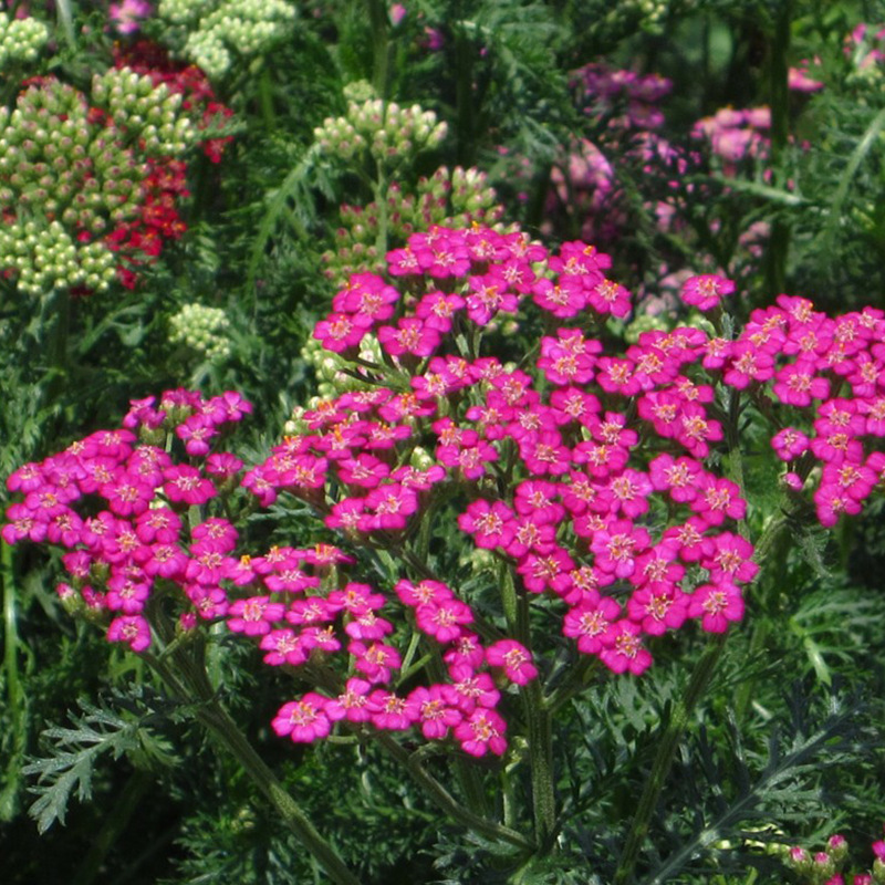 Beauty Cherry Seeds Mixed Color Four-Season Hydrangea Five-Color Plum Beauty Cherry Landscape Flower Sea Courtyard Indoor Balcony Flower Seeds