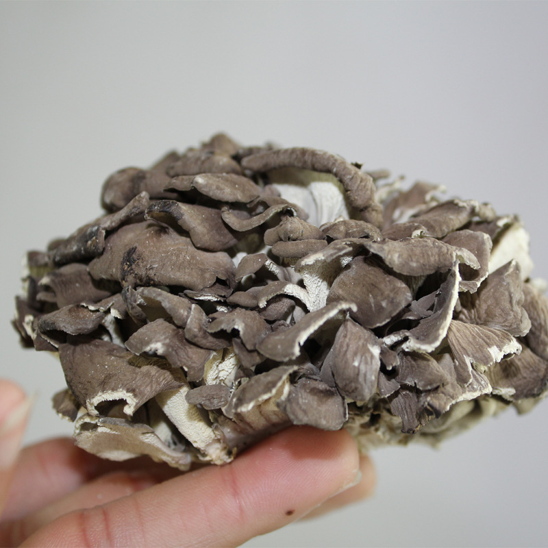 Factory wholesale maitake maitake